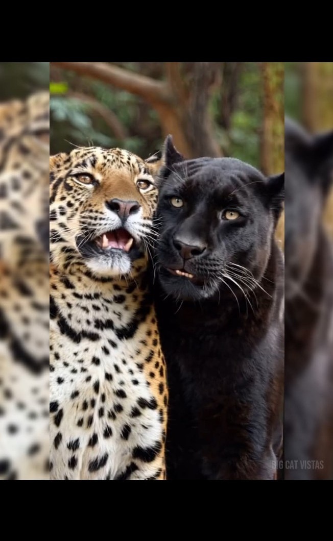 CHARITY DONATION $200 SYBER SYBERGOTHESS SYBERGOTH TIGER JAGUAR LEOPARD PANTHERA