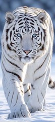 CHARITY DONATION $120 SYBERGOTHESS SYBERGOTH SYBER TIGER JAGUAR LEOPARD PANTHERA